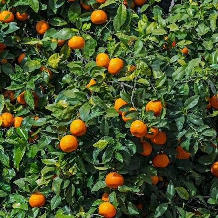 China Kamala Orange Plants — Orange sapling available at Agro Nursery Garden